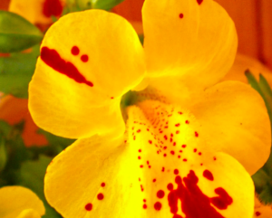 Mimulus ou la fleur de singe